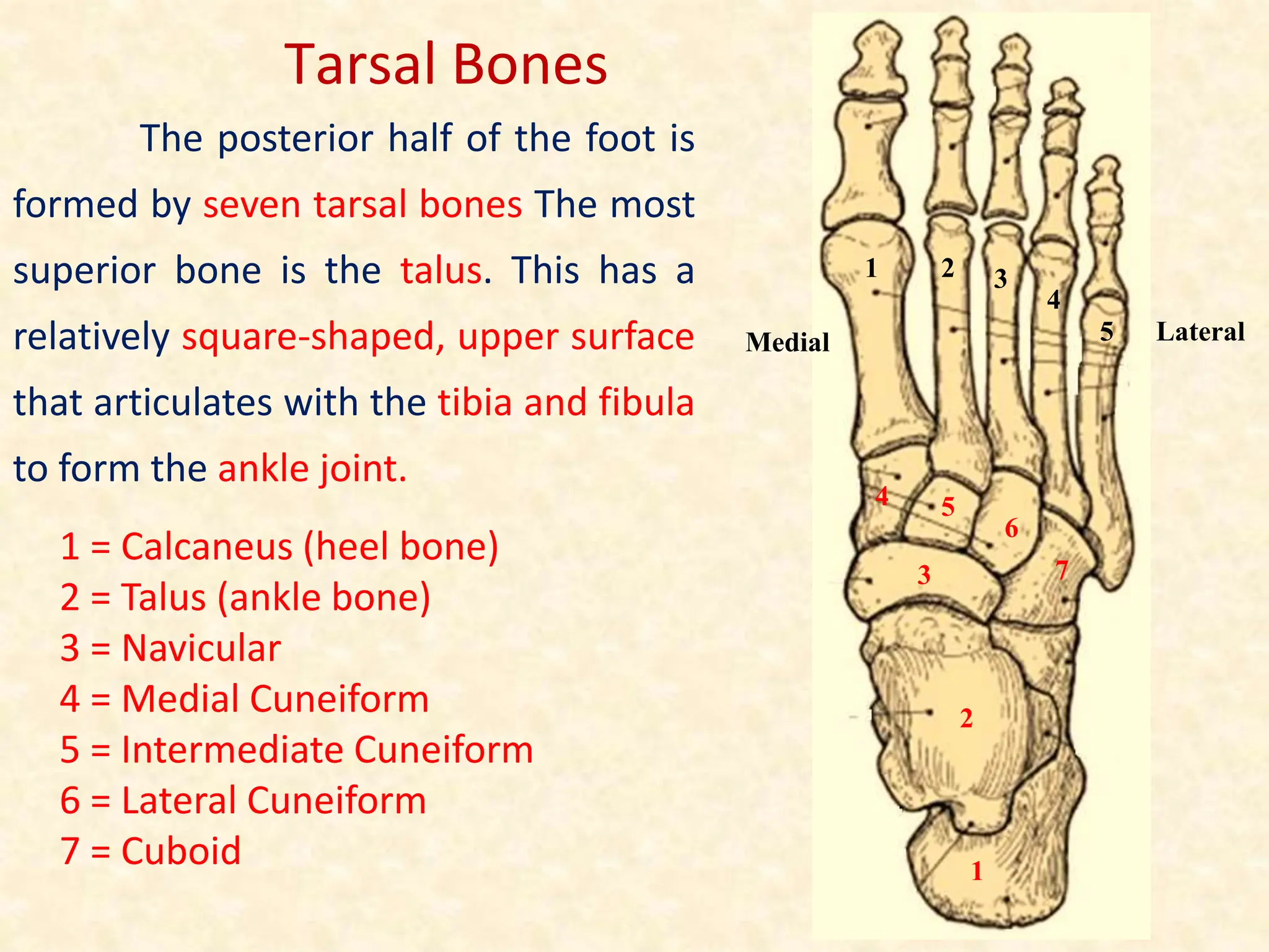 The posterior half of the foot is
formed by seven tarsal bones The most
superior bone is the talus. This has a
relatively square-shaped, upper surface
that articulates with the tibia and fibula
to form the ankle joint.
Tarsal Bones
1 = Calcaneus (heel bone)
2 = Talus (ankle bone)
3 = Navicular
4 = Medial Cuneiform
5 = Intermediate Cuneiform
6 = Lateral Cuneiform
7 = Cuboid
1 2 3
4
7
6
5
4
3
2
1
Medial 5 Lateral
 