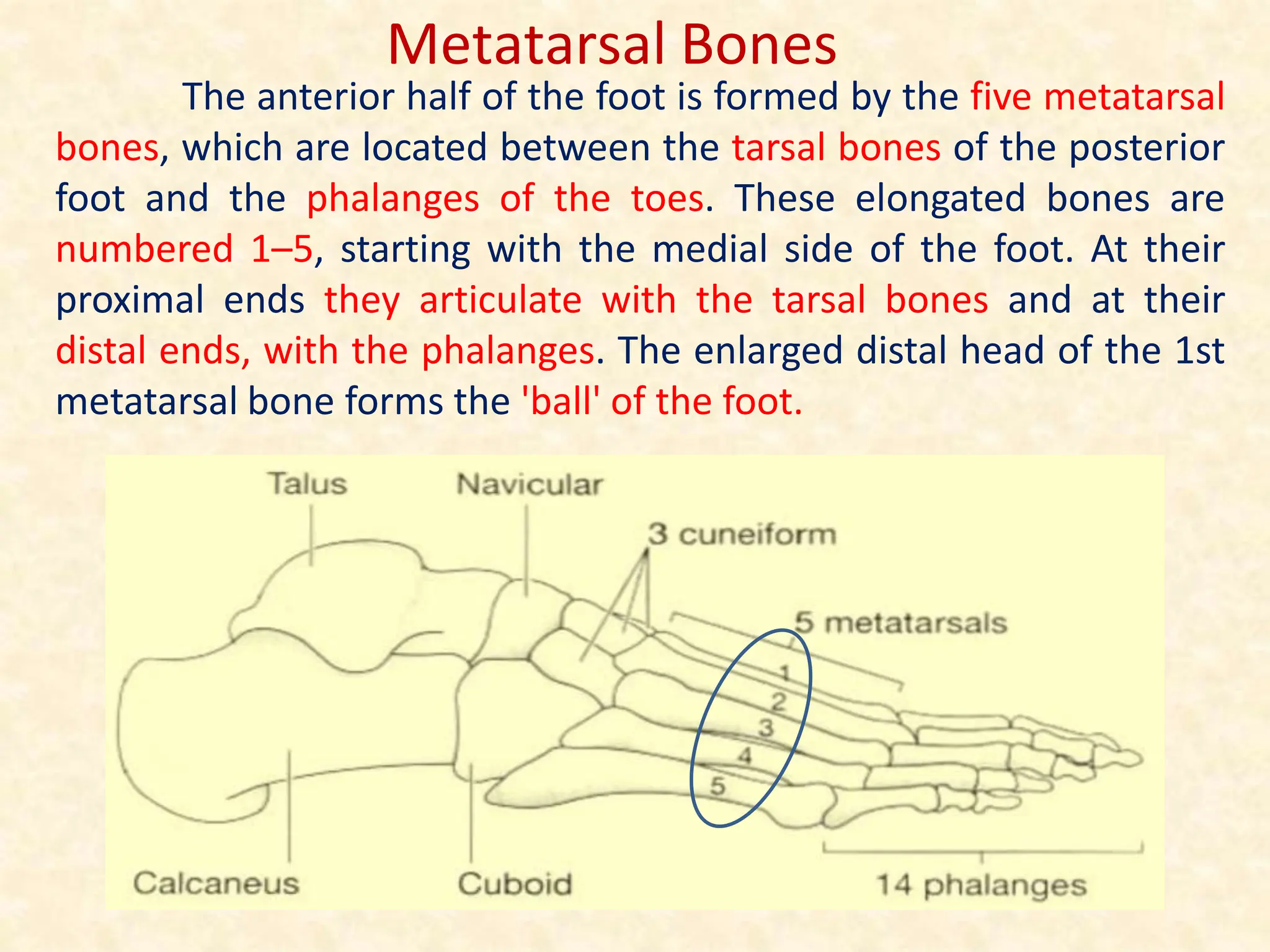 The anterior half of the foot is formed by the five metatarsal
bones, which are located between the tarsal bones of the posterior
foot and the phalanges of the toes. These elongated bones are
numbered 1–5, starting with the medial side of the foot. At their
proximal ends they articulate with the tarsal bones and at their
distal ends, with the phalanges. The enlarged distal head of the 1st
metatarsal bone forms the 'ball' of the foot.
Metatarsal Bones
 