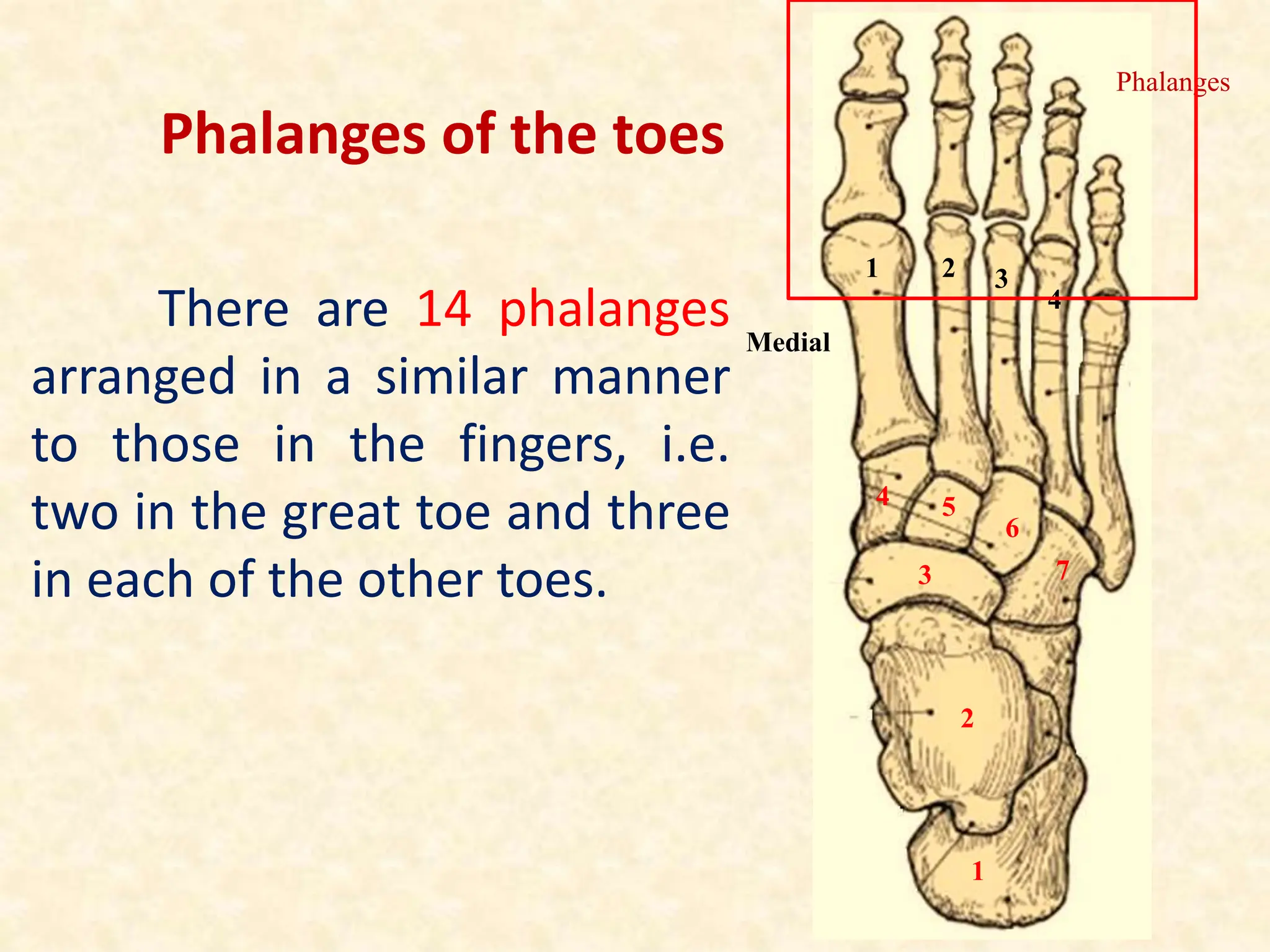 There are 14 phalanges
arranged in a similar manner
to those in the fingers, i.e.
two in the great toe and three
in each of the other toes.
Phalanges of the toes
1 2 3
4
7
6
5
4
3
2
1
Medial
Phalanges
 
