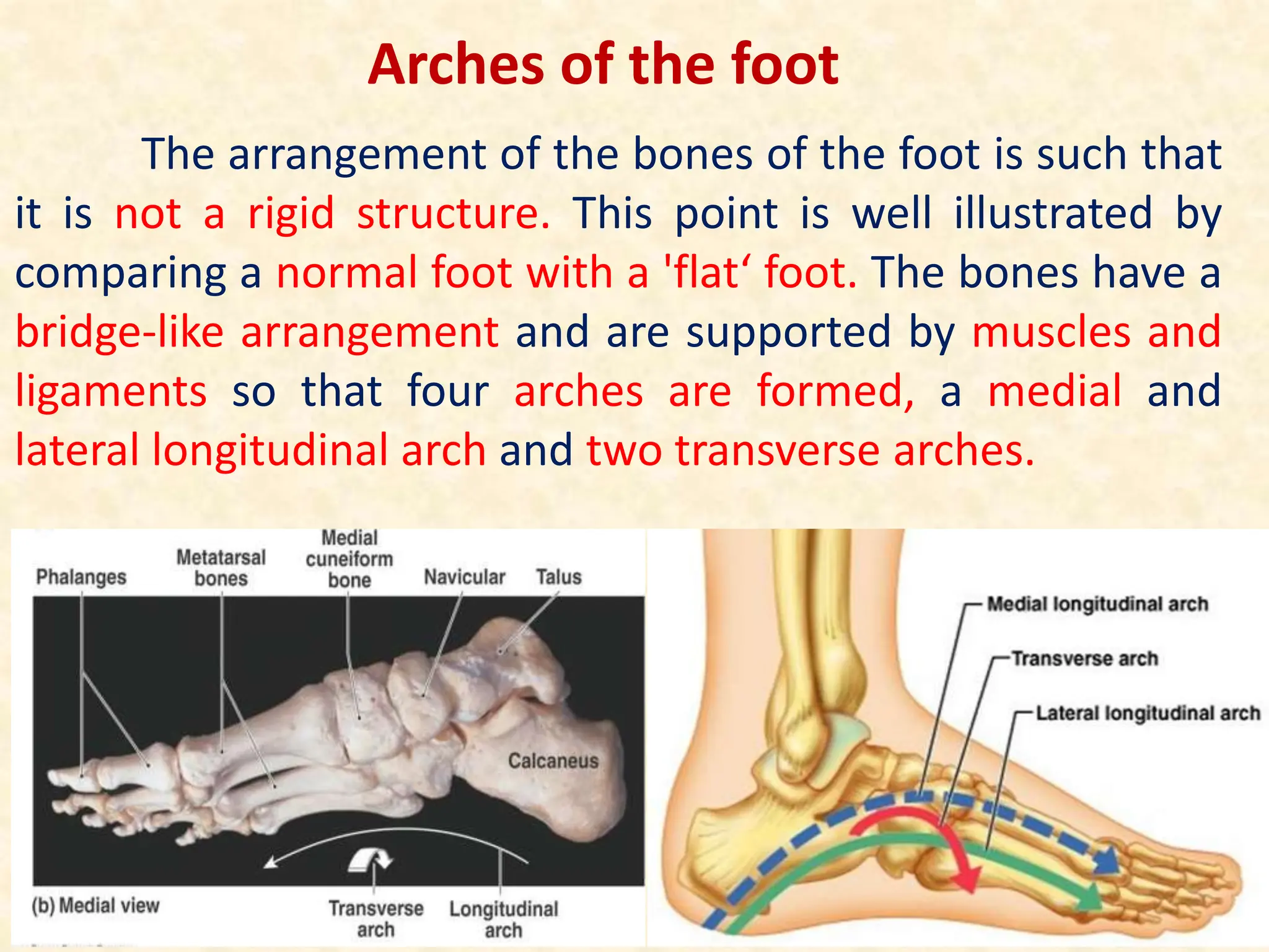 The arrangement of the bones of the foot is such that
it is not a rigid structure. This point is well illustrated by
comparing a normal foot with a 'flat‘ foot. The bones have a
bridge-like arrangement and are supported by muscles and
ligaments so that four arches are formed, a medial and
lateral longitudinal arch and two transverse arches.
Arches of the foot
 