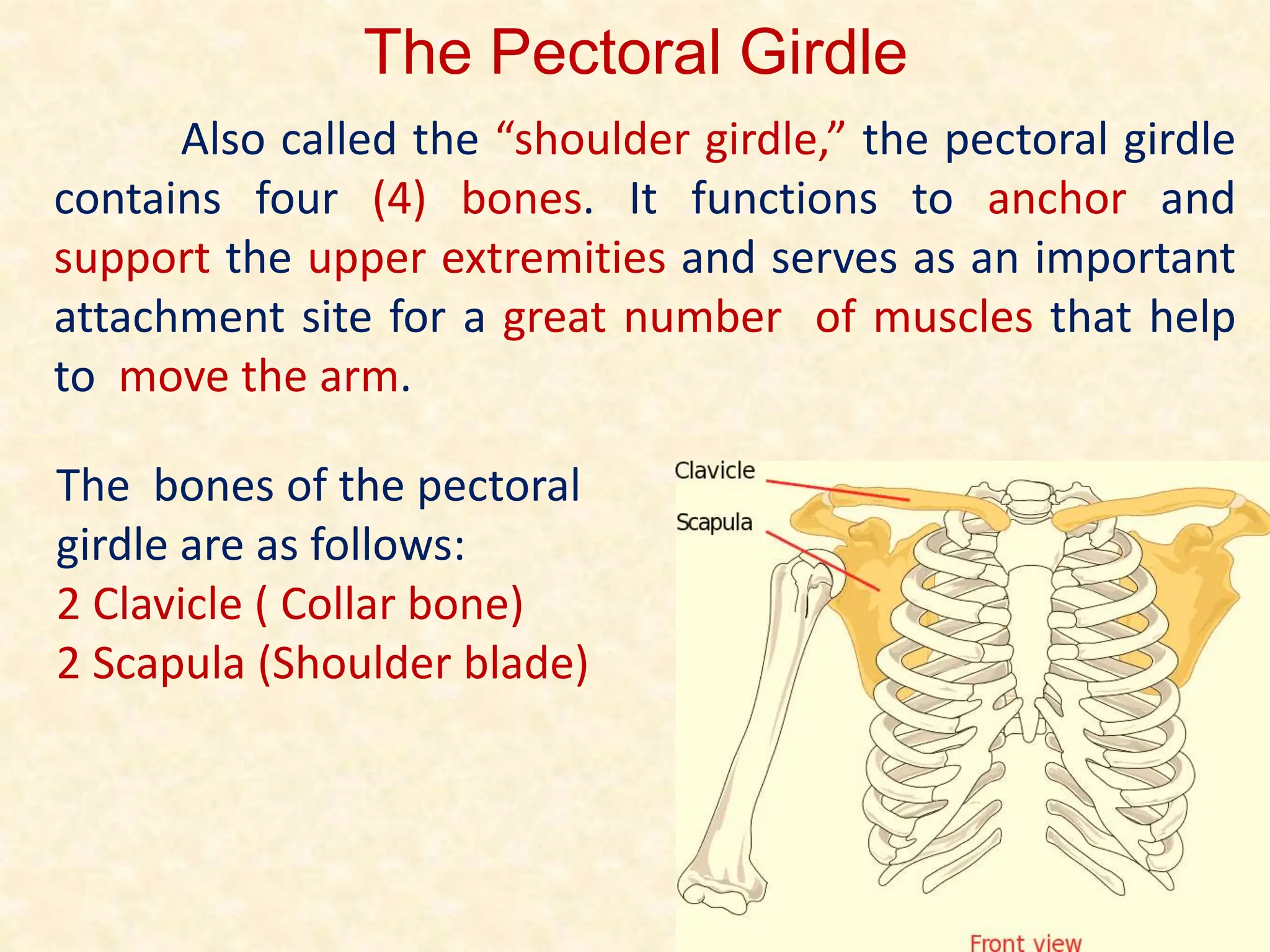 The Pectoral Girdle
Also called the “shoulder girdle,” the pectoral girdle
contains four (4) bones. It functions to anchor and
support the upper extremities and serves as an important
attachment site for a great number of muscles that help
to move the arm.
The bones of the pectoral
girdle are as follows:
2 Clavicle ( Collar bone)
2 Scapula (Shoulder blade)
 
