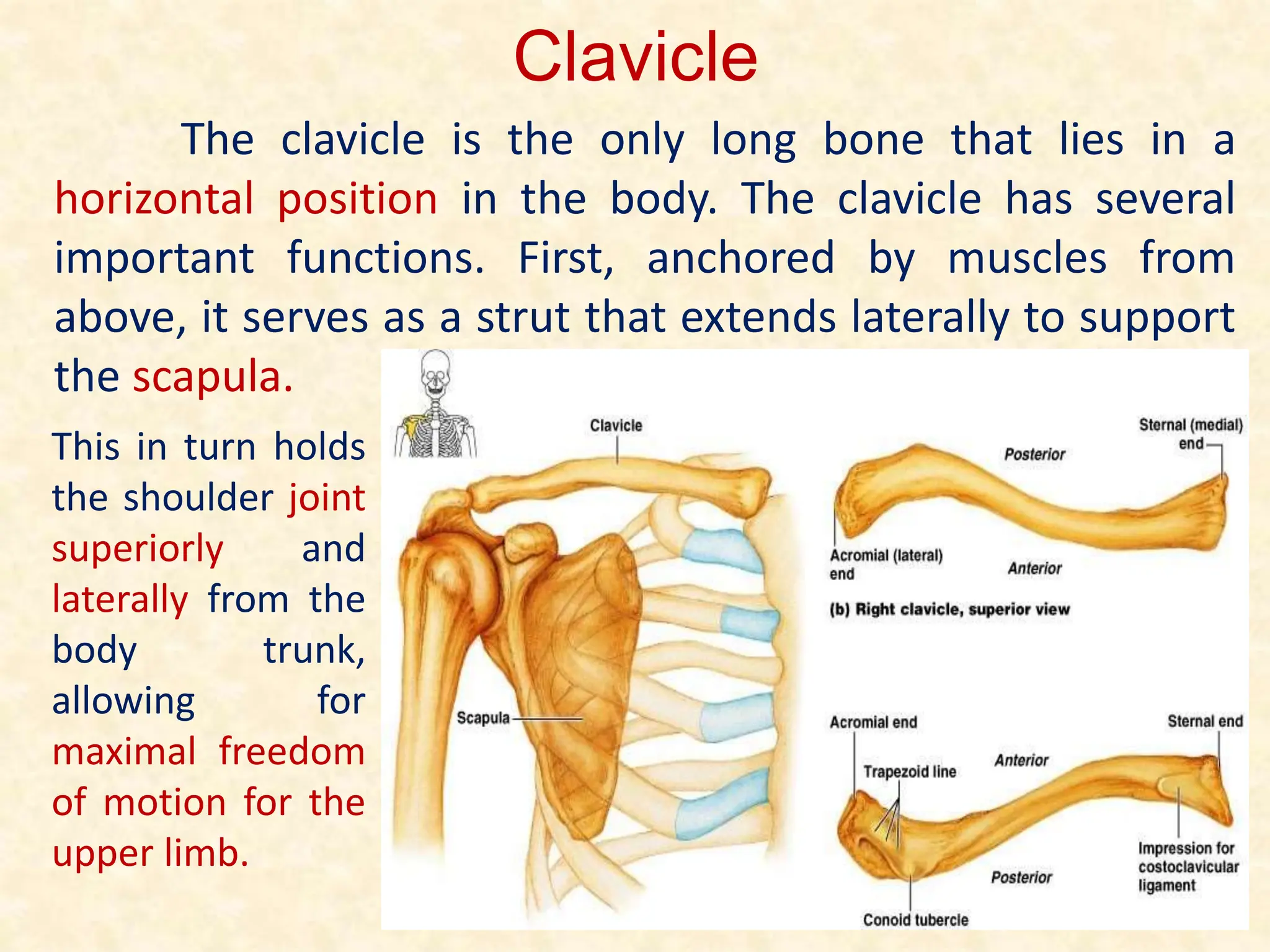 Clavicle
The clavicle is the only long bone that lies in a
horizontal position in the body. The clavicle has several
important functions. First, anchored by muscles from
above, it serves as a strut that extends laterally to support
the scapula.
This in turn holds
the shoulder joint
superiorly and
laterally from the
body trunk,
allowing for
maximal freedom
of motion for the
upper limb.
 