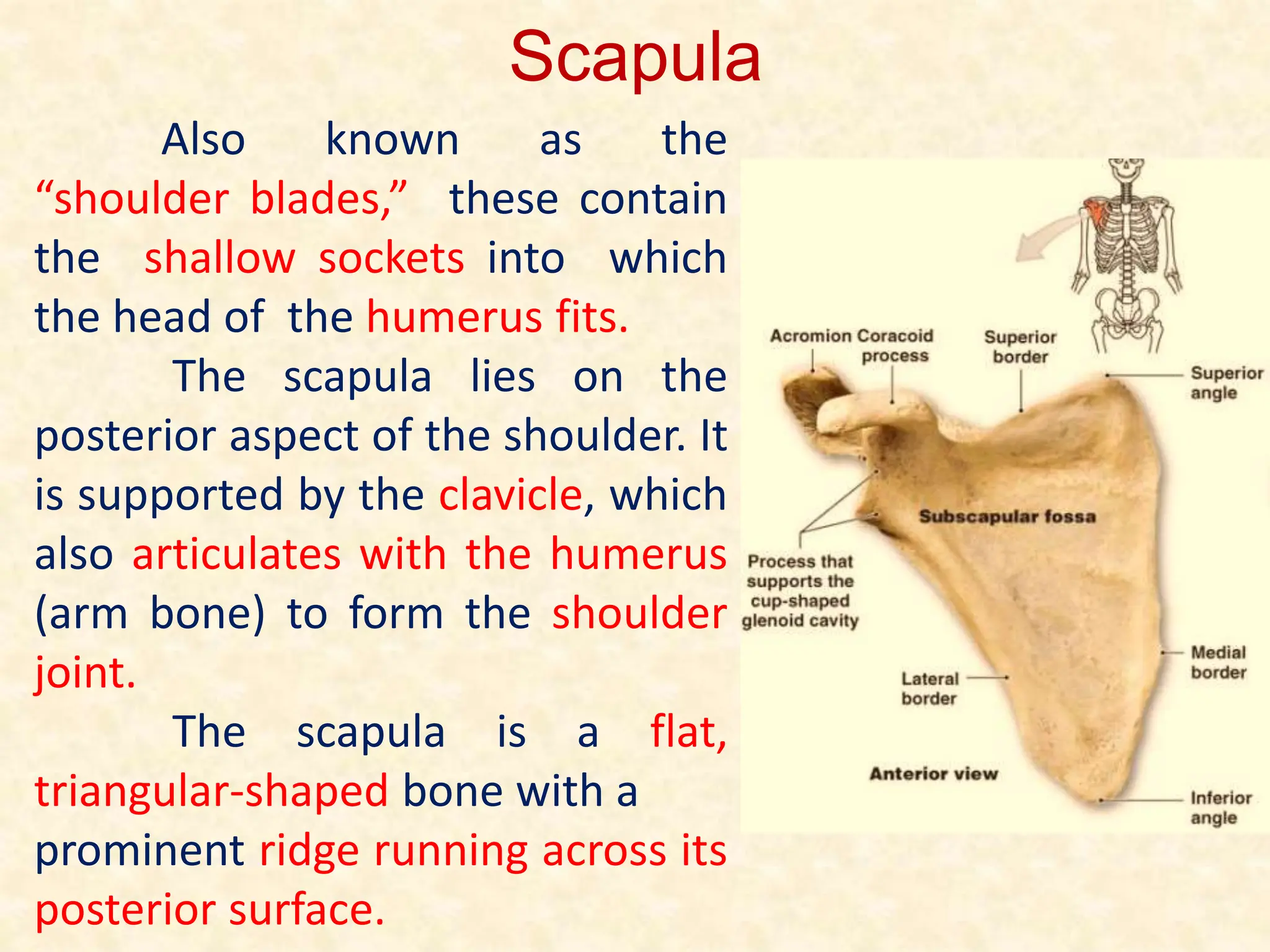 Scapula
Also known as the
“shoulder blades,” these contain
the shallow sockets into which
the head of the humerus fits.
The scapula lies on the
posterior aspect of the shoulder. It
is supported by the clavicle, which
also articulates with the humerus
(arm bone) to form the shoulder
joint.
The scapula is a flat,
triangular-shaped bone with a
prominent ridge running across its
posterior surface.
 