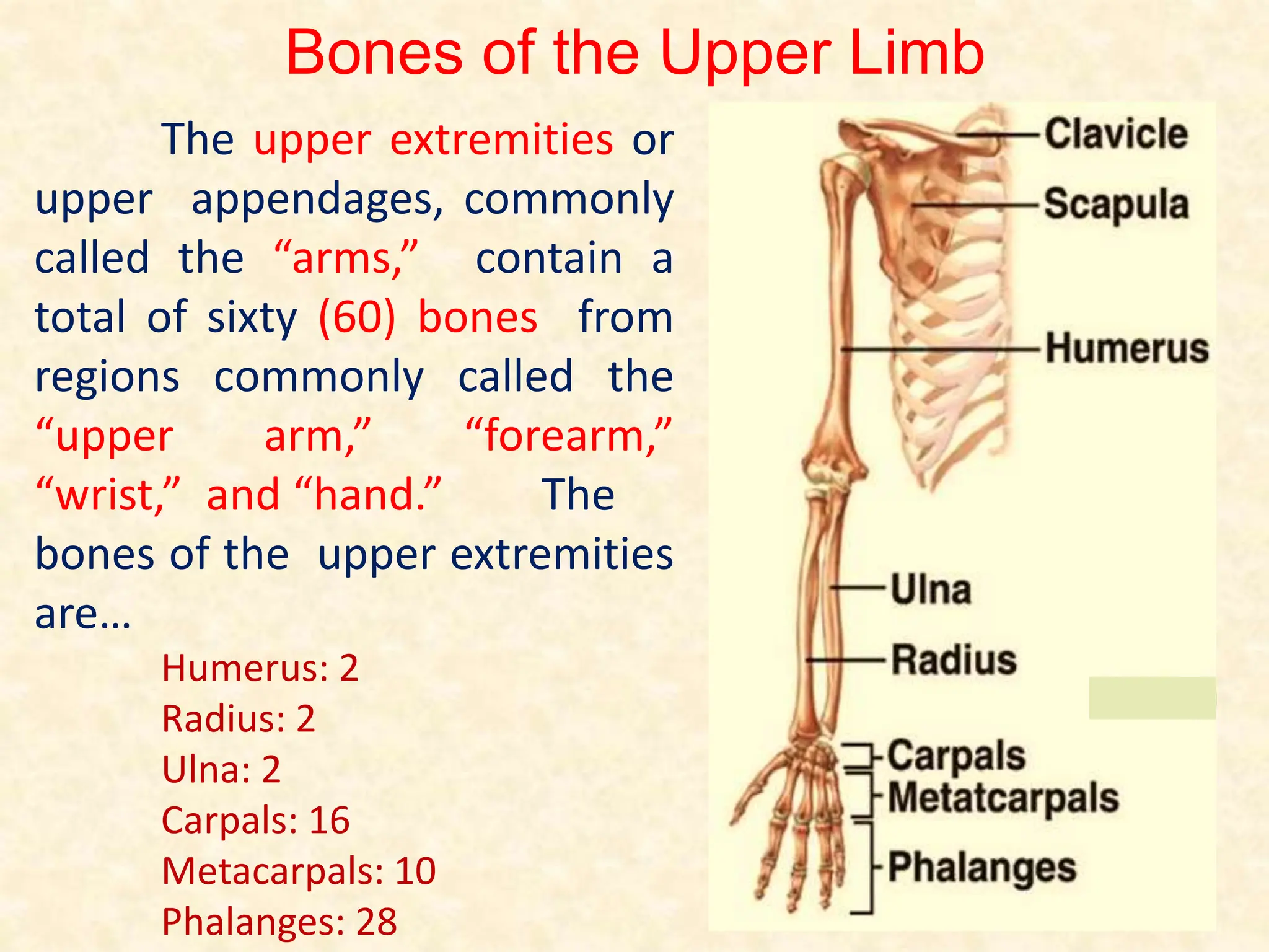 Bones of the Upper Limb
The upper extremities or
upper appendages, commonly
called the “arms,” contain a
total of sixty (60) bones from
regions commonly called the
“upper arm,” “forearm,”
“wrist,” and “hand.” The
bones of the upper extremities
are…
Humerus: 2
Radius: 2
Ulna: 2
Carpals: 16
Metacarpals: 10
Phalanges: 28
 