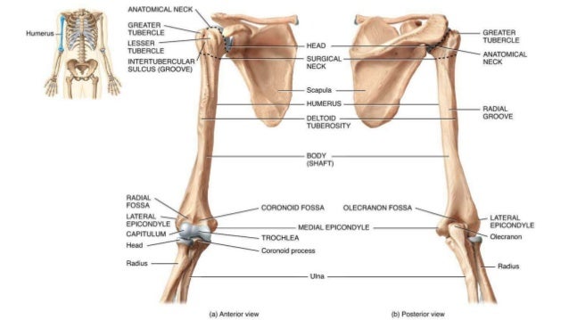 appendicular skeleton and bone features 1