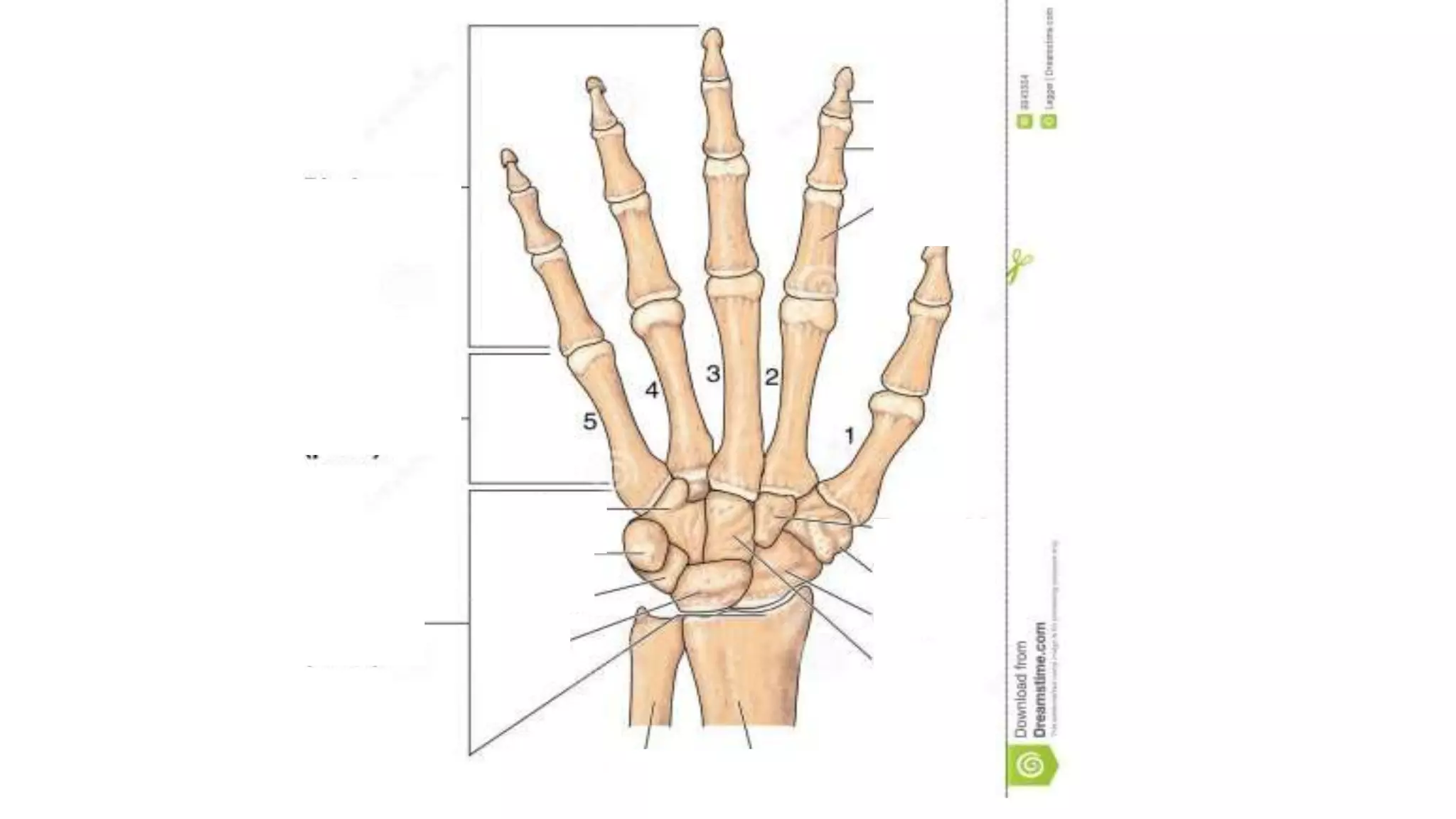 Appendicular skeleton bones and features 3
