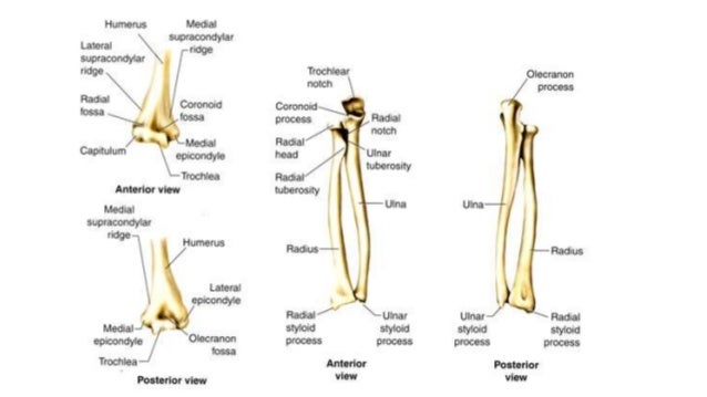 Appendicular skeleton bones and features 3