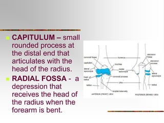 Appendicular Skeleton combined skeletal.ppt