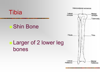 Appendicular Skeleton combined skeletal.ppt