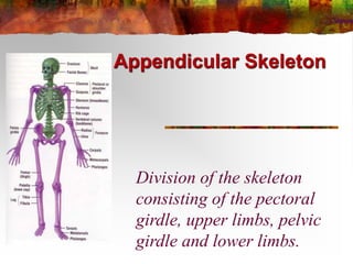 Appendicular Skeleton
Division of the skeleton
consisting of the pectoral
girdle, upper limbs, pelvic
girdle and lower limbs.
 
