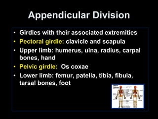 Appendicular skeleton stds (1) | PDF