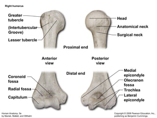 Appendicular Skeleton Updated that details the bones within the ...