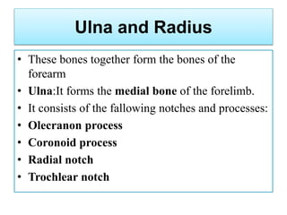 Ulna and Radius
• These bones together form the bones of the
forearm
• Ulna:It forms the medial bone of the forelimb.
• It consists of the fallowing notches and processes:
• Olecranon process
• Coronoid process
• Radial notch
• Trochlear notch
 