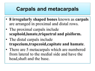 Carpals and metacarpals
• 8 irregularly shaped bones known as carpals
are arranged in proximal and distal rows.
• The proximal carpals include
scaphoid,lunate,triquetral and pisiform.
• The distal carpals include
trapezium,trapezoid,capitate and hamate.
• There are 5 metacarpals which are numbered
from lateral to the medial side and have the
head,shaft and the base.
 