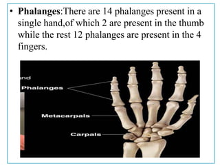 • Phalanges:There are 14 phalanges present in a
single hand,of which 2 are present in the thumb
while the rest 12 phalanges are present in the 4
fingers.
 