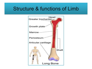 Structure & functions of Limb
 