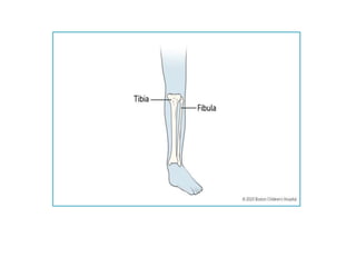 Appendicular SkeletonSystem PPT.....pptx