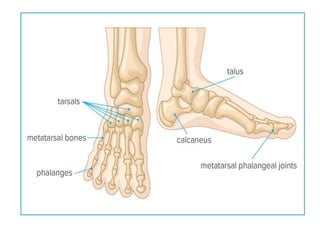 Appendicular SkeletonSystem PPT.....pptx
