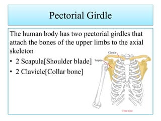 Pectorial Girdle
The human body has two pectorial girdles that
attach the bones of the upper limbs to the axial
skeleton
• 2 Scapula[Shoulder blade]
• 2 Clavicle[Collar bone]
 