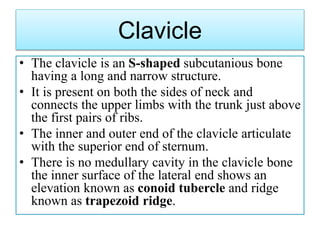Clavicle
• The clavicle is an S-shaped subcutanious bone
having a long and narrow structure.
• It is present on both the sides of neck and
connects the upper limbs with the trunk just above
the first pairs of ribs.
• The inner and outer end of the clavicle articulate
with the superior end of sternum.
• There is no medullary cavity in the clavicle bone
the inner surface of the lateral end shows an
elevation known as conoid tubercle and ridge
known as trapezoid ridge.
 