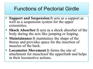 Functions of Pectorial Girdle
• Support and Suspension:It acts as a support as
well as a suspension system for the upper
extremities.
• Shock Absorber:It acts as a shock absorber of the
body during the acts like jumping or leaping.
• Maintainance:It maintaince the shape of the
thorax and provides space for the insertion of
muscles of the back.
• Locomotor Movement:It forms the site of
attachment for musclesof the upperlimb and helps
in their locomotive actions.
 