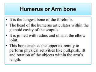 Humerus or Arm bone
• It is the longest bone of the forelimb.
• The head of the humerus articulates within the
glenoid cavity of the scapuls.
• It is joined with radius and ulna at the elbow
joint.
• This bone enables the upper extremity to
perform physical activities like pull,push,lift
and rotation of the objects within the arm’s
length.
 