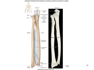 Appendicula skeleton | PPT