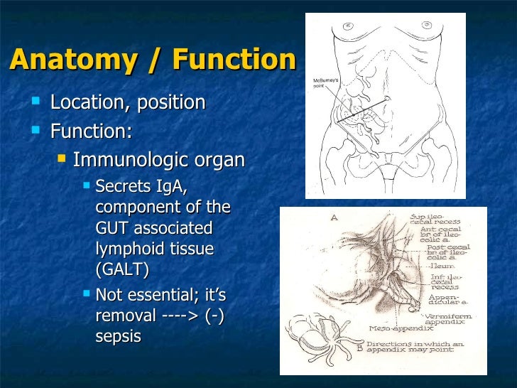 Appendix, Surgery