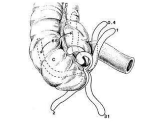 Appendix | PPTX