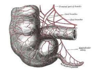 Appendix | PPTX