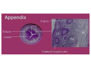 Appendix | PPTX