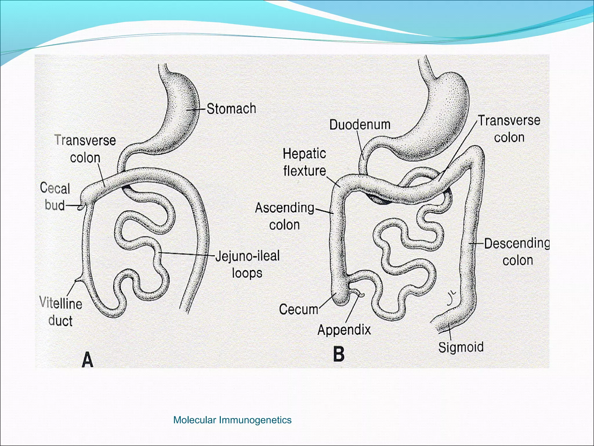 Molecular Immunogenetics
 