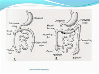 Molecular Immunogenetics
 