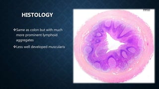 Same as colon but with much
more prominent lymphoid
aggregates
Less well developed muscularis
HISTOLOGY
 