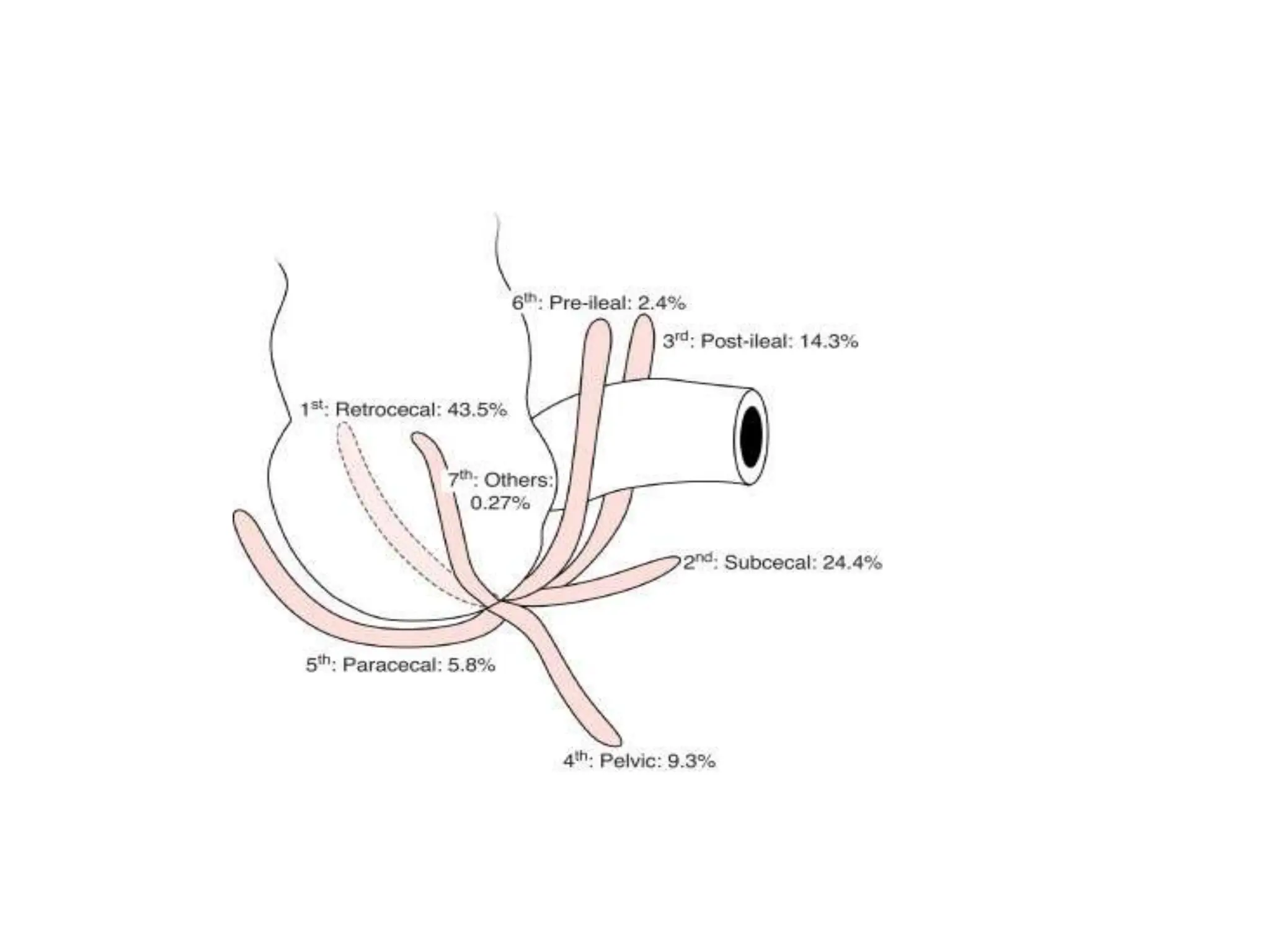 APPENDIX ( appendix anatomy first year ) | PPTX