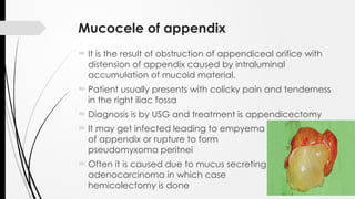 Appendixorifice Appendix - Anatomy Physiology and Appendicitis | PPTX
