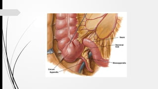Appendix - Anatomy Physiology and Appendicitis | PPTX