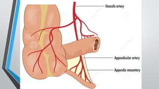 Comprehensive Overview of Vermiform Appendix and Acute Appendicitis ...