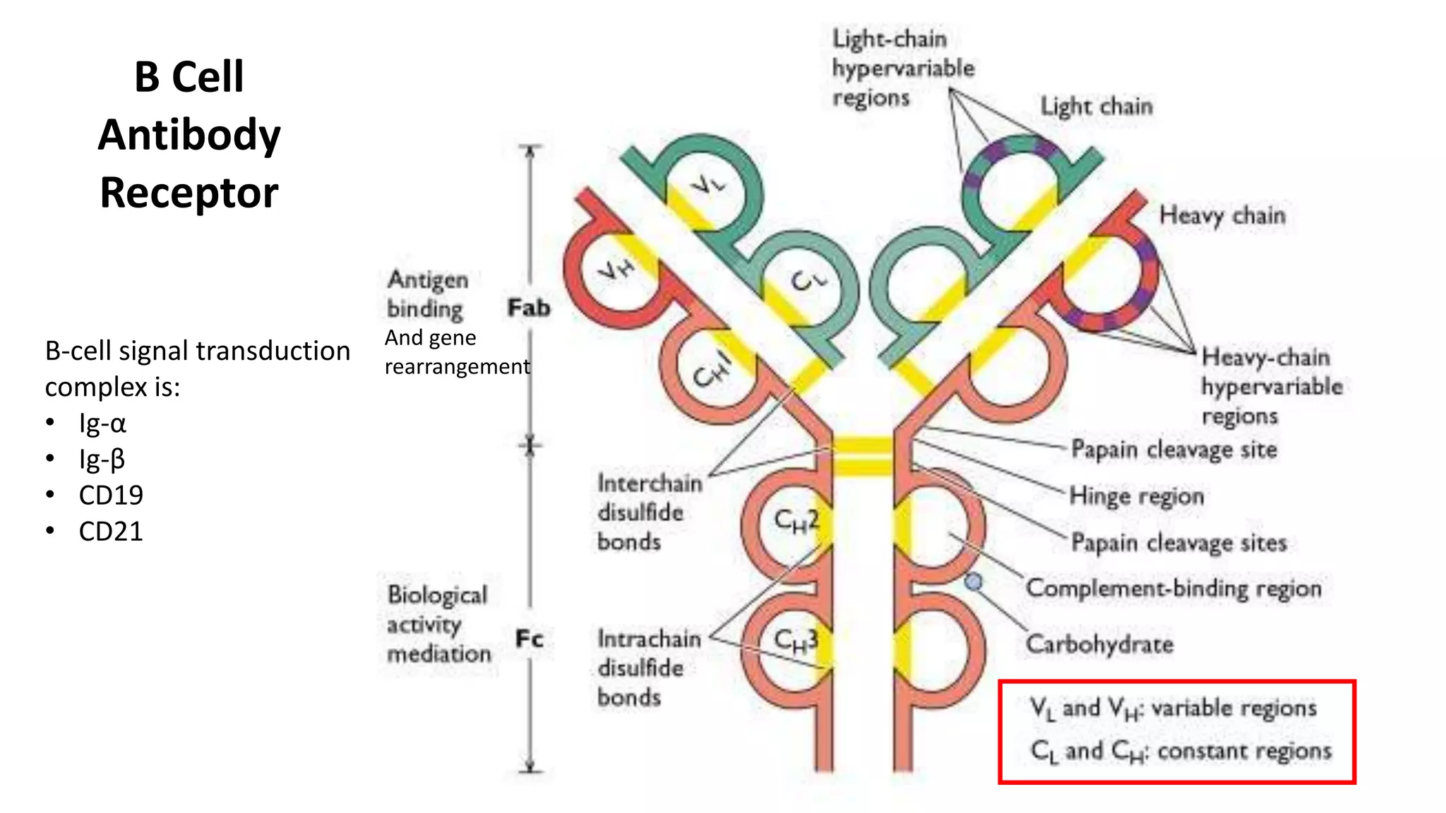 Immune Cells and Functions Review