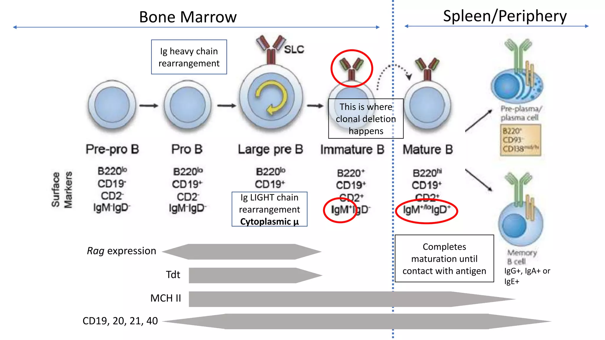 Immunology Lab Tests for USMLE
