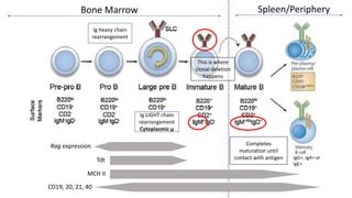 USMLE Step 1 Immunology review | PPTX