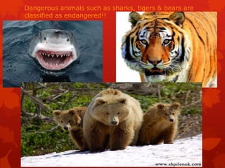 Dangerous animals such as sharks, tigers & bears are
classified as endangered!!
 