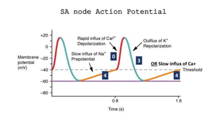 SA node Action Potential
4 4
0
3
OR Slow influx of Ca+
 