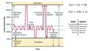 Vc Rvn USMLE Step 1 Physiology | PPTX