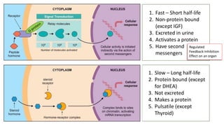 1. Fast – Short half-life
2. Non-protein bound
(except IGF)
3. Excreted in urine
4. Activates a protein
5. Have second
messengers
1. Slow – Long half-life
2. Protein bound (except
for DHEA)
3. Not excreted
4. Makes a protein
5. Pulsatile (except
Thyroid)
Regulated
Feedback Inhibition
Effect on an organ
 