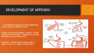 Appendix Loop APPENDIX AND CONDITIONS RELATED TO IT.pptx
