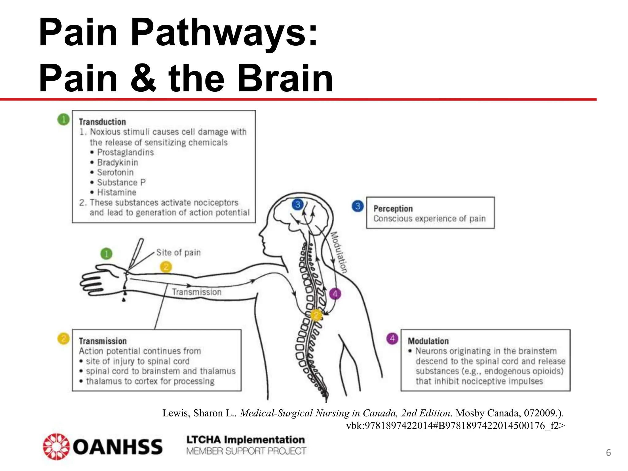 Pain Pathways:
Pain & the Brain
Lewis, Sharon L.. Medical-Surgical Nursing in Canada, 2nd Edition. Mosby Canada, 072009.).
vbk:9781897422014#B9781897422014500176_f2>
6
 