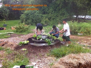 YES! students worked together to
      transplant pumpkins.
 