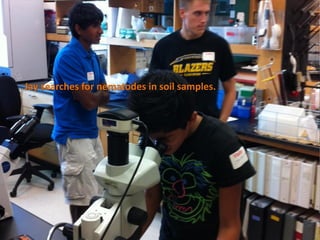 Jay searches for nematodes in soil samples.
 