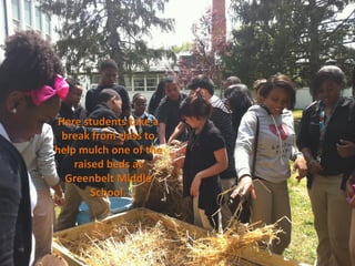 Here students take a
  break from class to
help mulch one of the
    raised beds at
   Greenbelt Middle
        School.
 